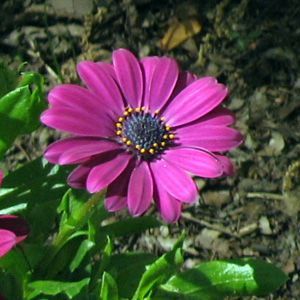 African Daisies 非洲紫宛