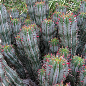 African Milk Barrel Cactus 非洲奶桶形仙人掌