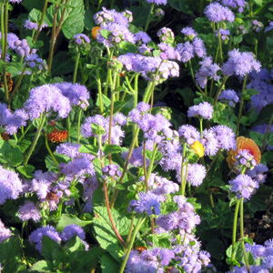 Floss flower (Ageratum houstonianum) 霍香