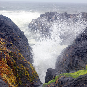 Algae covered rocks, Oregon 覆蓋在岩石上的藻類 (奧勒岡州的海岸)