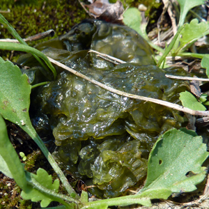 Fern in Switzerland Slime Mold 黏菌