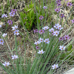 Wild flower in Yellowstone National Park 黃石國家公園裡的野生花卉