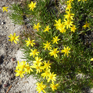 Wild flower in Yellowstone National Park 黃石國家公園裡的野生花卉