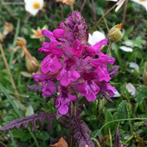 Alpine Flower