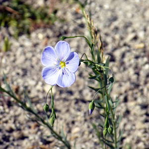 Blue flax (Linum Lewisii) 藍色亞麻 Native Range: Western North America (原產地在北美洲的西部) Bloom time: May to September (開花時間: 5至9月) Bloom description: Light blue, 5 sepals (淡藍，5個萼片) Height: 0.5 to 1 m (高度0.5-1米)  Photo: Yellowstone National Park 黃石國家公園裡的野生花卉