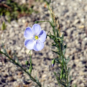 Blue flax (Linum Lewisii) 藍色亞麻 Native Range: Western North America (原產地在北美洲的西部) Bloom time: May to September (開花時間: 5至9月) Bloom description: Light blue, 5 sepals (淡藍,5個萼片) Height: 0.5 to 1 m (高度0.5-1米) Photo: Yellowstone National Park 黃石國家公園裡的野生花卉