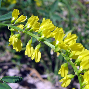 Melilot (Melilotus officinalis) 黃香草木樨 Native Range: Eurasia (原產地在歐亞) Bloom time: April to September (開花時間: 4-5月) Bloom description: Yellow (黃花) Height: 1.2 to 1.8 m (高度至1.2-1.8米) Common names (俗稱): Yellow sweet clover Photo: From Badlands National Park, USA (拍攝於美國惡地國家公園)