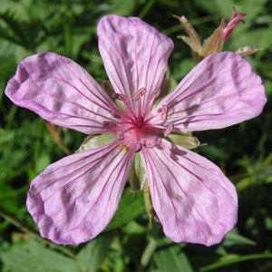 Wild flower from Grand Tetons 野生花卉