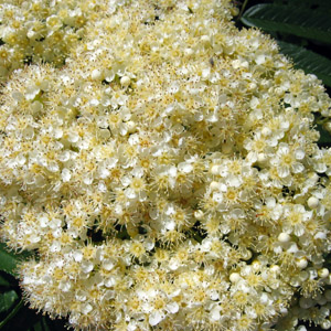 Wild flower from Grand Tetons 野生花卉