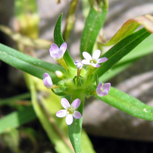 Wild flower from Grand Tetons 野生花卉