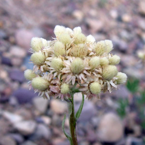 Wild flower from Grand Tetons 野生花卉