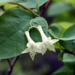 Alpine Flower 高山花卉