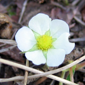 Wild flower from Grand Tetons 野生花卉