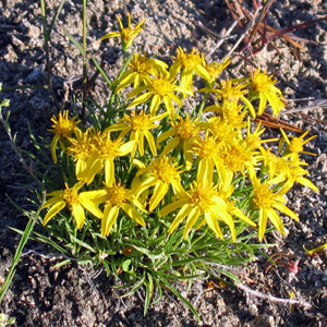 Wild flower in Yellowstone National Park 黃石國家公園裡的野生花卉