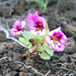 Monkey flower (Mimulus kelloggii) 猿猴花 Native Range: Western USA (原產地: 美國西部) Bloom description: Pink (粉紅花瓣) Sun: Full sun (全日照) Height: To 0.3 m (高度至0.3米)