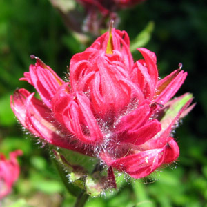 Giant red Indian paintbrush (Castilleja miniata) 紅扁萼花 Native Range: Western North America (原產地在北美洲的西部) Bloom time: May to September (開花時間: 5至9月) Bloom description: red, spikelike racemes (紅花，帶有尖尖的總狀花序) Height: 0.3 to 0.6 m (高度: 0.3-0.6米)