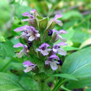 Self-heal (Prunella vulgaris) 夏枯草 Native Range: Eurasia, North America (原產地在歐亞、北美洲) Bloom time: June to October (開花時間: 6-10 月) Bloom description: pink, purple or white 粉、紫或白 Sun: Part shade (部份蔭涼處) Height: 0.15-0.5m (高度0.15-0.5米)