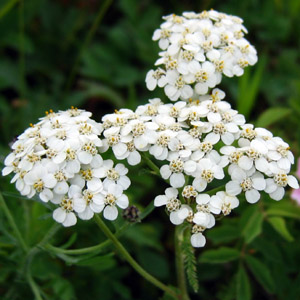 Yarrow (Achillea millefolium) 西洋蓍草 Native Range: Asia, Europe, and North America (原產地在亞洲、歐洲、北美洲) Bloom time: May to June (開花時間: 5至6月) Bloom description: flat cluster of white flowers (呈平簇狀的白花) Height: 0.2 to 1 m (高度: 0.2-1米) Common name (俗稱): Old man's pepper, devil's nettle, thousand-seal