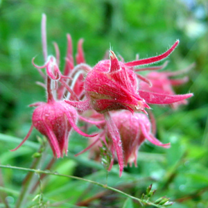 Prairie Smoke (Geum triflorum) 北美煙火草