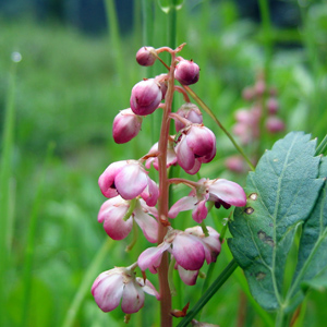 Bog wintergreen (Pyrola asarifolia) 鹿蹄草 Native Range: Western North America (原產地在北美洲的西部) Bloom time: Mid-summer (開花時間: 夏中) Bloom description: Pink to red, five petals, cup shaped (粉轉紅花，5瓣，杯狀)  Height: 0.15-0.45 m (高度:0.15-0.45米) Common names (俗稱): Pink Wintergreen