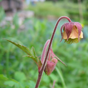 Purple avens (Geum rivale) 紫萼路邊青 Native Range: Northeastern America, Europe (原產地在美洲東北方) Bloom time: May to August (開花時間: 5至8月) Bloom description: Purple-pink petals (粉紫花瓣) Sun: Full sun to part shade(全日照到部份蔭涼) Height: 0.2 to 0.4m (高度: 0.2-0.4米) 