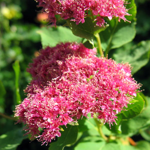 Mountain Spirea (Spiraea splendens) 繡線菊