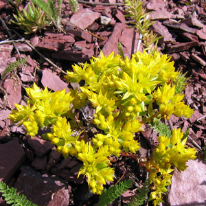 Mossy stonecrop (Sedum acre) 景天 Native Range: Europe (原產地: 歐洲) Bloom time: Summer (開花時間: 夏天) Bloom description: Yellow (黃花) Sun: Full sun (全日照) Height: To 0.07m (高度至0.07米)