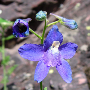 Forking larkspur (Consolida regalis) 飛燕草  Native Range: Western Europe, Mediterranean and Asia(原產地在西歐、地中海、亞洲) Bloom time: Summer (開花時間: 夏天) Bloom description: Blue, pink, purple or white flower (開藍、粉、紫或白花) Sun: Sun, part shade (全日照、部份蔭涼) Height: 0.3 to 0.8 m (高度0.3-0.8米) 