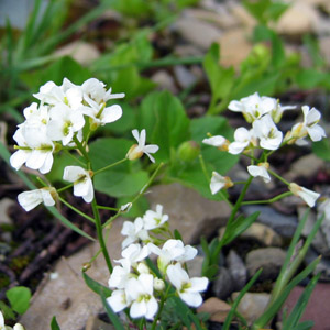 Whitlow-grass (Draba cuneifolia) 葶藶屬 (十字花科) Native Range: Southern North America (原產地在北美洲的南部) Bloom time: Feburary to May 開花時間: 2-5月 Bloom description: White (白花) Height: 0.15-0.2 m (高度: 0.15-0.2米)