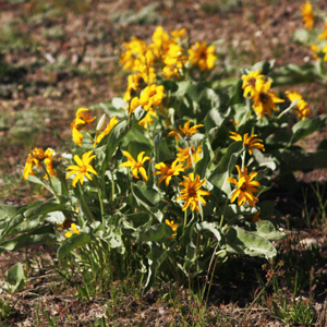 Balsam root (Balsamorhiza sagittata) 香根 Native Range: Western North America(原產地在北美洲的西部) Bloom time: May to July (開花時間: 5-7月) Bloom description: Yellow, ray flowers (射線狀黃花) Height: 0.2 to 0.6 m (高度至0.2-0.6米)  Photo: Yellowstone National Park 黃石國家公園