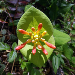 Orange trumpet honeysuckle (Lonicera ciliosa) 金銀花 is a honeysuckle native in Oregon.