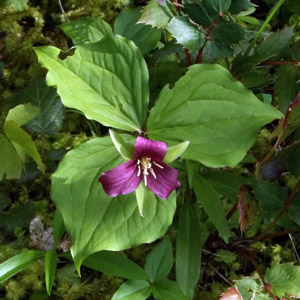 Alpine Flower in Oregon
