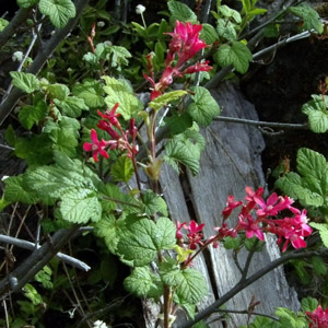 Alpine Flower in Oregon