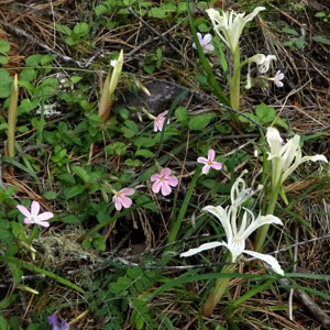 Alpine Flower in Oregon