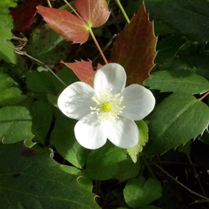 Alpine wild blueberry flower (Cyanococcus) 野藍莓花 in Oregon