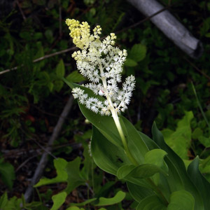 False Solomen's Seal (Smilacina racemosa) 玉竹 in Oregon, USA