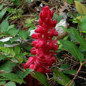 Snow plant (Sarcodes sanguinea) 血晶蘭 Native Range: Northwest America (原產地在美國西北部) Bloom time: May to July (開花時間: 5-7月) Bloom description: Fleshy, red (肉質紅花) Height: 0.15 to 0.5 m (高度: 0.15-0.5米)   This plant is lack of chlorophyll and doesn't make its own food. It is a parasitic plant and gets its nutrients from decaying organic matter in the soil. (這種植物缺乏葉綠素，也不會自己製造食物，屬於寄生植物，從土壤裡腐爛的有機物質中獲得養份。)  Photo was taken in Oregon, USA (拍攝於美國奧勒岡州)