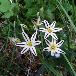 Fool's onion (Triteleia hendersonii) 花韭 Native Range: Northwest America (原產地在美國西北部) Bloom time: May to July (開花時間: 5-7月) Bloom description: White flower with dark purple midveins (白花帶深紫色的中脈) Height: 0.1 to 0.4 m (高度: 0.1-0.4米) Photo was taken in Oregon, USA (拍攝於美國奧勒岡州)