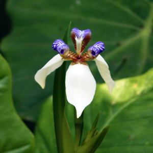 Alpine flower from Taiwan 台灣的高山花卉