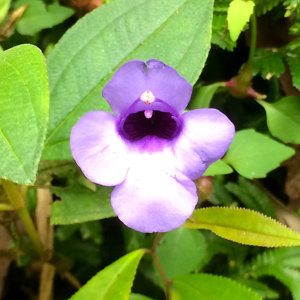 Wild flower from Taiwan 野生花卉