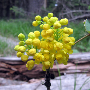 Creeping Oregon Grape (Mahonia repens) 十大功勞花 Native Range: Western North America(原產地在北美洲的西部) Bloom time: April to June (開花時間: 4-6月) Bloom description: Yellow (黃花) Height: 0.1 to 0.2 m (高度至0.1-0.2米)  This plant has sour blue berries in the fall which are enjoyed by bears. Roots and stems were used for a dye by Indians. (這種植物在秋天時，會有熊所喜愛的藍色酸漿果，印地安人拿其根和莖來做染