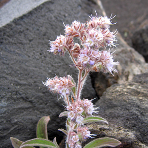 Alpine Flowers