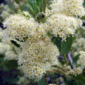 Snowbrush ceanothus (Ceanothus velutinus) 美洲茶 Native Range: Western North America (原產地在北美洲的西部) Bloom time: April to August (開花時間: 4至8月) Bloom description: Clusters of white flowers (白花成簇) Height: 4 m (高度: 4米) Common name (俗稱): Red root, tobacco brush