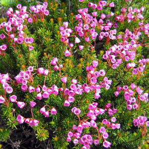 Red mountain heather (Phyllodoce empetriformis) 石楠
