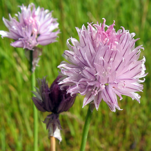 Alpine Flower