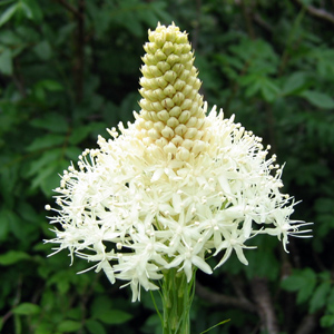 Beargrass (Xerophyllum tenax) 旱葉草 Native Range: North America(原產地在北美洲) Bloom time: May to August (開花時間: 5-8月) Bloom description: white(白花) Height: 0.6-2 m (高度: 0.6-2米) Common names: Squaw grass, Elk grass, Turkey Beard, Bear lily, Indian basket grass  This picture of alpine flower was taken on a hiking in Oregon, USA