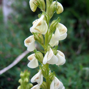 Elephant-head (Pedicularis groenlandica)  馬先蒿 Native Range: Western North America (原產地在北美洲的西部) Bloom time: June to August (開花時間: 6至8月) Bloom description: White or pink (開白或粉色花) Height: To 0.8 m (高度: 0.8米)