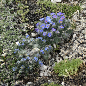 Arctic alpine forget-me-not (Eritrichium nanum) 極地高山種的‘勿忘我’花   Native Range: Western North America, Europe and Asia (原產地在北美洲的西部、歐洲和亞洲) Bloom time: June to August (開花時間: 6至8月) Bloom description: Blue, cushion-like in cluster, yellow eyes (藍色花瓣，呈枕狀，黃色的花眼) Height: 0.015 m (高度 0.015米)   Photo: Alpine Rocky Mountains (美國落磯山脈)