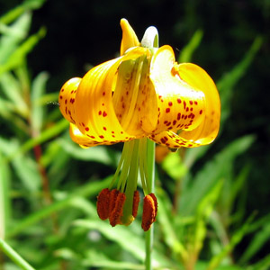 Tiger lily (Lilium columbianum) 老虎百合 Native Range: Western North America (原產地在北美洲的西部) Bloom time: June to early August (開花時間: 6至8月初) Bloom description: yellow petals curved backward with red spots (黃色花瓣向後彎曲,有紅斑點) Height: To 1.2 m (高度: 1.2米) Common name (別名): Columbia lily