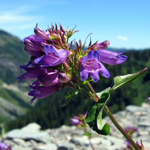 Alpine beardtongue (Penstemon rupicola) 高山釣鐘柳